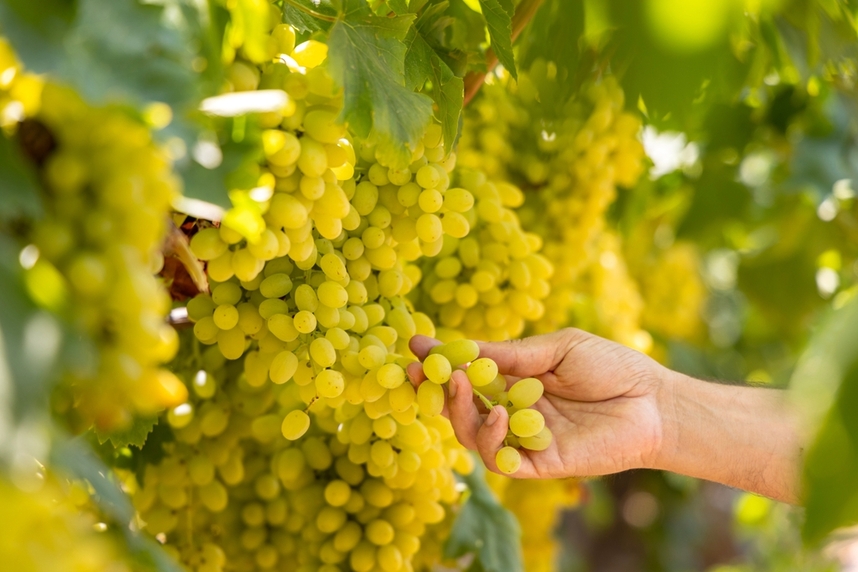 Meilleurs Chardonnay et accords gourmands Meilleurs Chardonnay et accords gourmands